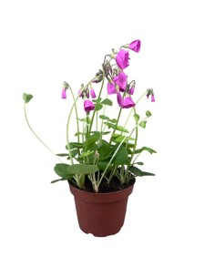 Oxalis Bowiei Amarantha: Guida alla Cura e Coltivazione