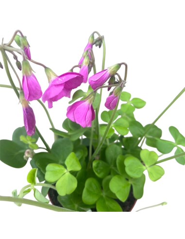 Oxalis Bowiei Amarantha: Guida alla Cura e Coltivazione