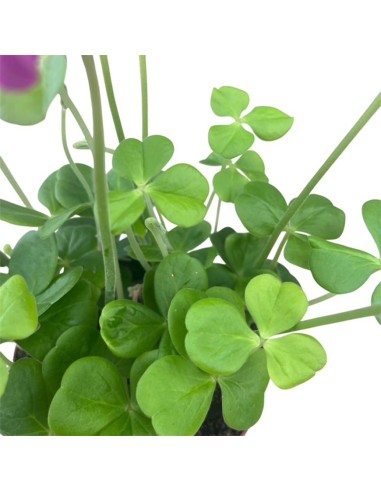 Oxalis Bowiei Amarantha: Guida alla Cura e Coltivazione