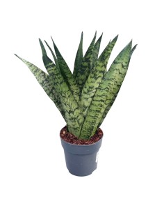 Sansevieria Zeylanica Fan: Guida alla Cura e Coltivazione