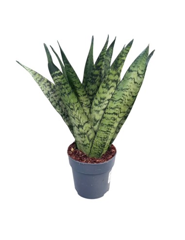 Sansevieria Zeylanica Fan: Guida alla Cura e Coltivazione