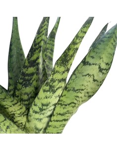 Sansevieria Zeylanica Fan: Guida alla Cura e Coltivazione 2