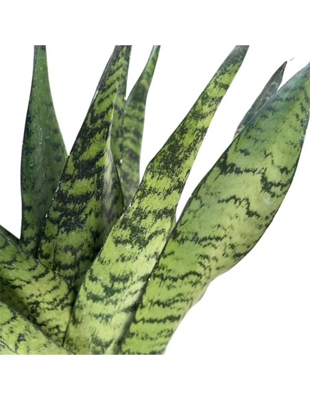 Sansevieria Zeylanica Fan: Guida alla Cura e Coltivazione