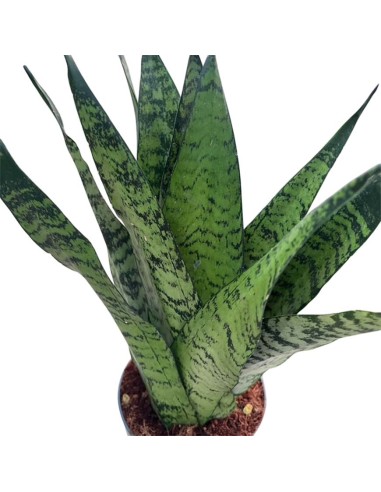 Sansevieria Zeylanica Fan: Guida alla Cura e Coltivazione