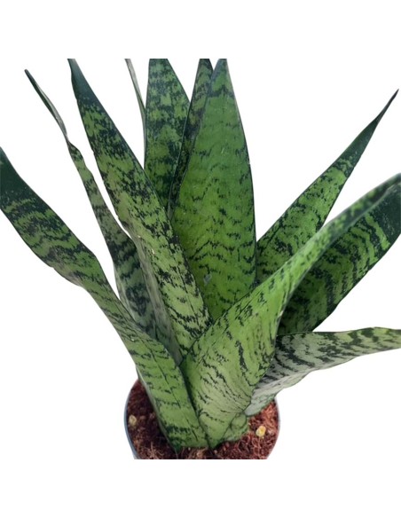 Sansevieria Zeylanica Fan: Guida alla Cura e Coltivazione