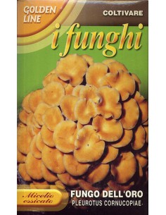 MICELIO FUNGO DELL'ORO