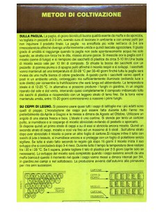 MICELIO FUNGO DELL'ORO 2