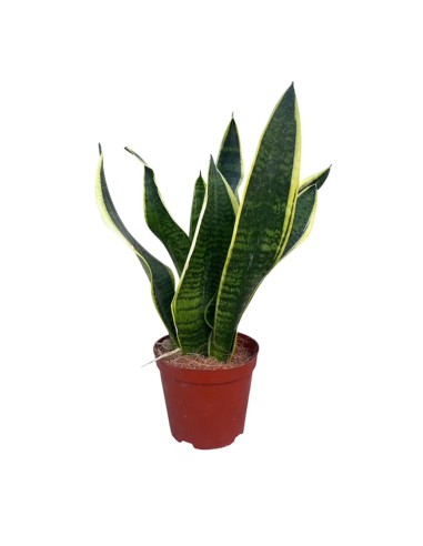 Sansevieria Futura Superba: Guida Completa, Cure e Caratteri