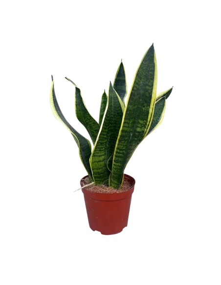 Sansevieria Futura Superba: Guida Completa, Cure e Caratteri