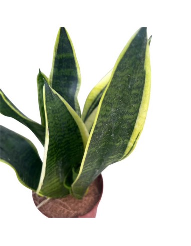 Sansevieria Futura Superba: Guida Completa, Cure e Caratteri
