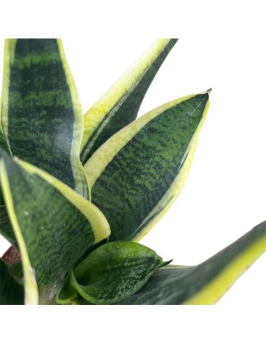 Sansevieria Futura Superba: Guida Completa, Cure e Caratteri