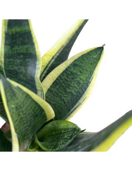 Sansevieria Futura Superba: Guida Completa, Cure e Caratteri