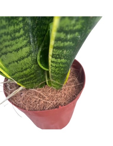 Sansevieria Futura Superba: Guida Completa, Cure e Caratteri
