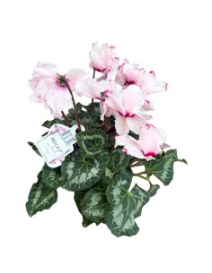 Ciclamino 'Metis Victoria': Fiori delicatamente profuamti