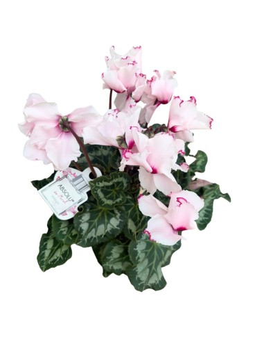 Ciclamino 'Metis Victoria': Fiori delicatamente profuamti