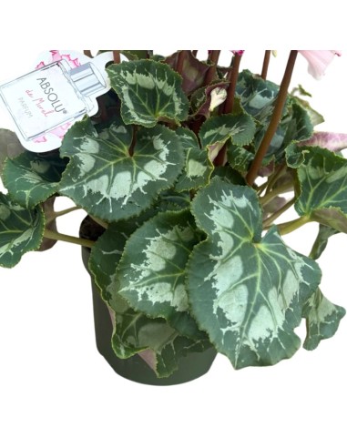 Ciclamino 'Metis Victoria': Fiori delicatamente profuamti