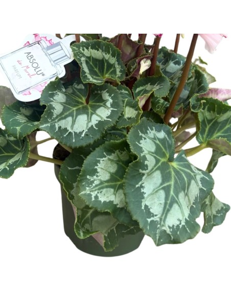 Ciclamino 'Metis Victoria': Fiori delicatamente profuamti