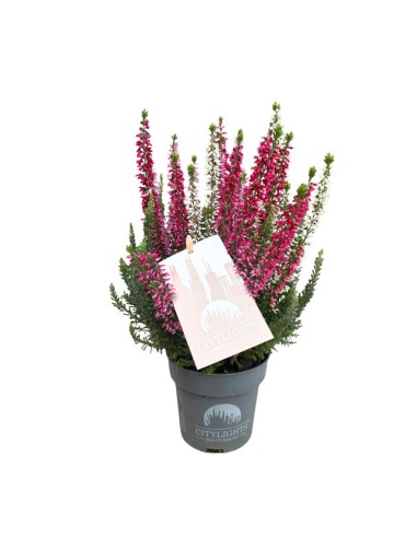 Calluna Vulgaris 'Beauty Lady Trio': Fiori Multicolore