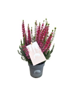 Calluna Vulgaris 'Beauty Lady Trio': Fiori Multicolore 2