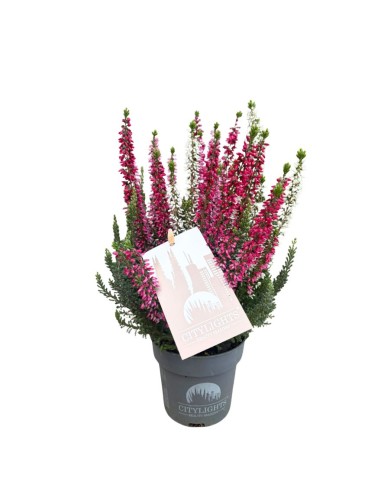 Calluna Vulgaris 'Beauty Lady Trio': Fiori Multicolore