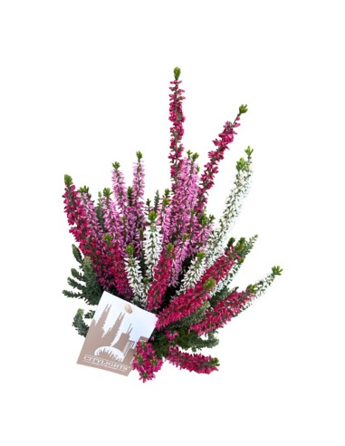 Calluna Vulgaris 'Beauty Lady Trio': Fiori Multicolore