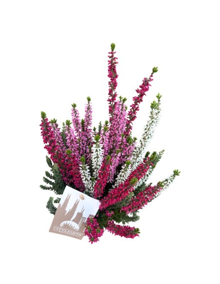 Calluna Vulgaris 'Beauty Lady Trio': Fiori Multicolore