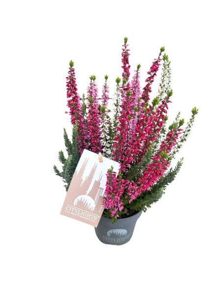 Calluna Vulgaris 'Beauty Lady Trio': Fiori Multicolore