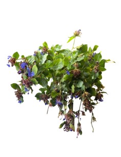 Ceratostigma Plumbaginoides Blu: Splendidi fiori Blu intenso