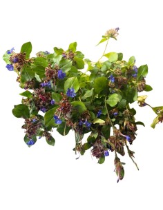 Ceratostigma Plumbaginoides Blu: Splendidi fiori Blu intenso 2