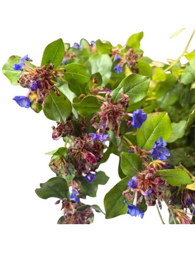 Ceratostigma Plumbaginoides Blu: Splendidi fiori Blu intenso