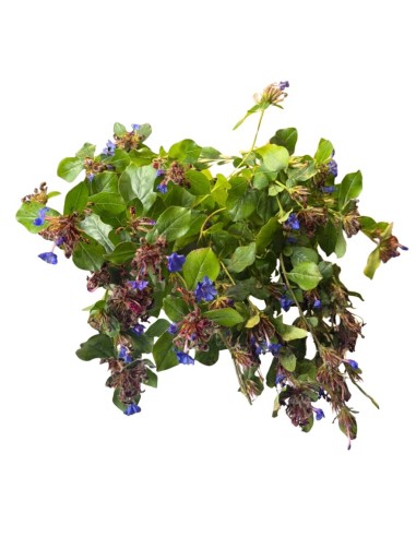 Ceratostigma Plumbaginoides Blu: Splendidi fiori Blu intenso