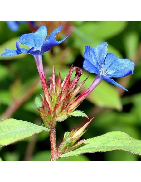 Ceratostigma Plumbaginoides Blu: Splendidi fiori Blu intenso