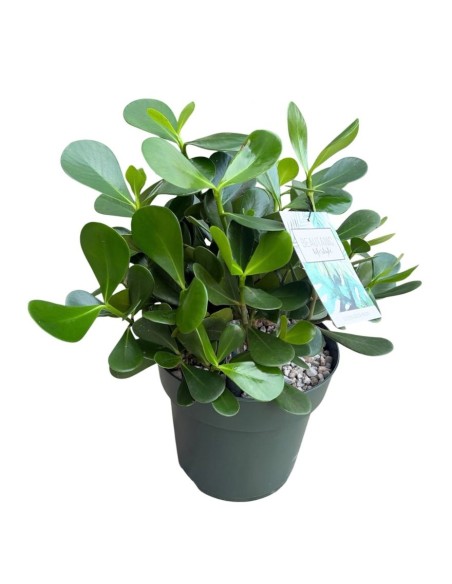Clusia Rosea in Idrocoltura : da Interno Eleganza Tropicale