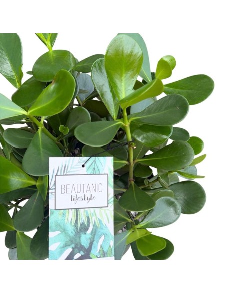 Clusia Rosea in Idrocoltura : da Interno Eleganza Tropicale
