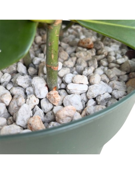 Clusia Rosea in Idrocoltura : da Interno Eleganza Tropicale