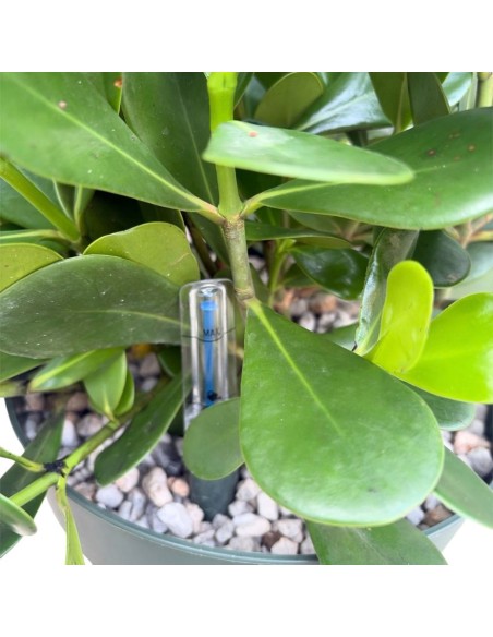 Clusia Rosea in Idrocoltura : da Interno Eleganza Tropicale