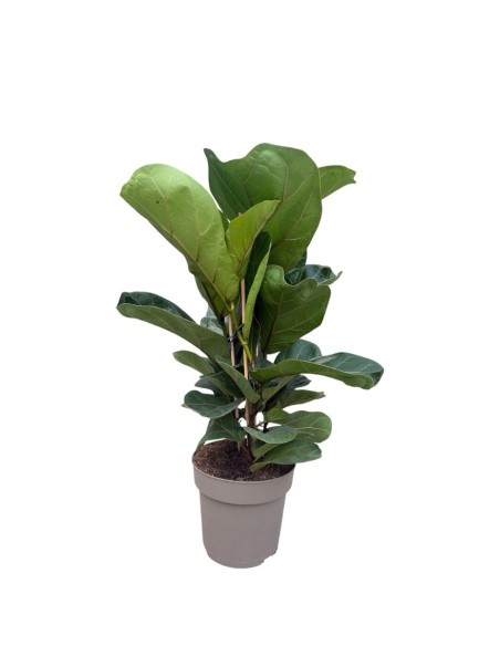 Ficus Lyrata Bambino: Eleganza Verde per Interni Compatta