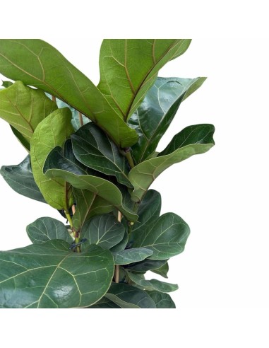 Ficus Lyrata Bambino: Eleganza Verde per Interni Compatta