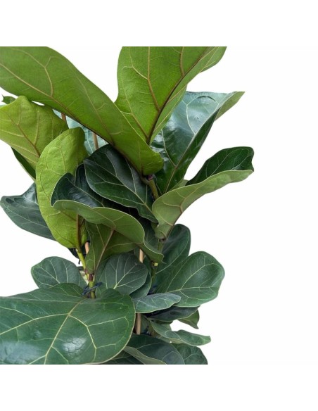 Ficus Lyrata Bambino: Eleganza Verde per Interni Compatta