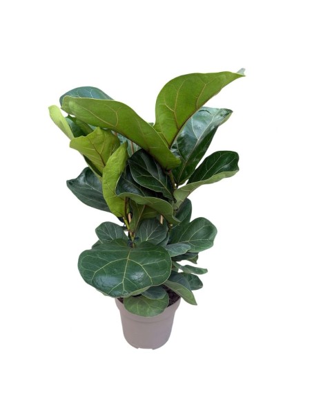 Ficus Lyrata Bambino in Idrocoltura: Eleganza Verde