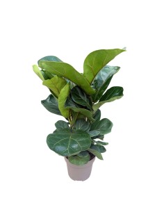 Ficus Lyrata Bambino in Idrocoltura: Eleganza Verde 2