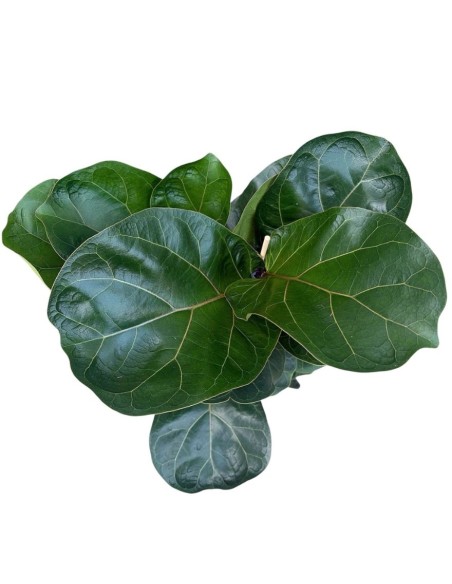 Ficus Lyrata Bambino: Eleganza Verde per Interni Compatta