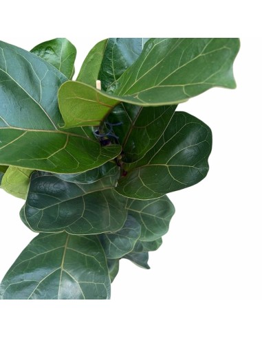 Ficus Lyrata Bambino: Eleganza Verde per Interni Compatta