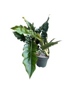 Philodendron Narrow Escape: Eleganza in Idrocoltura