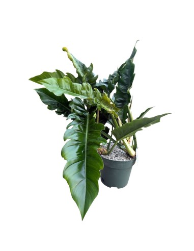 Philodendron Narrow Escape: Eleganza in Idrocoltura