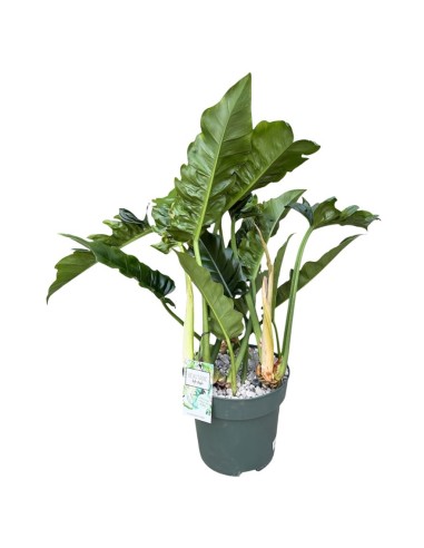 Philodendron Narrow Escape: Eleganza in Idrocoltura