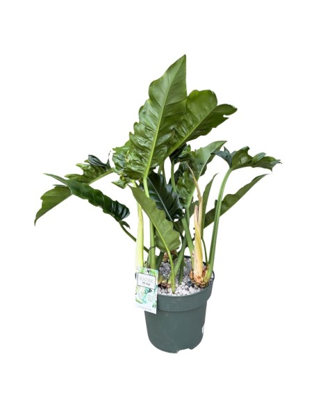 Philodendron Narrow Escape: Eleganza in Idrocoltura