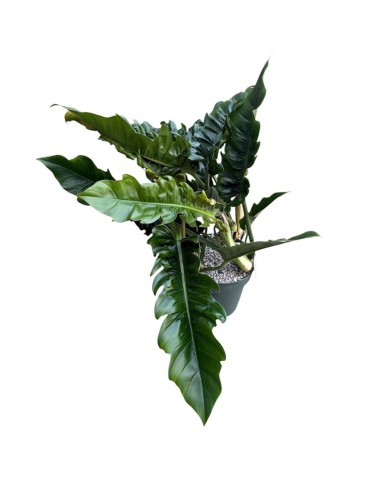 Philodendron Narrow Escape: Eleganza in Idrocoltura