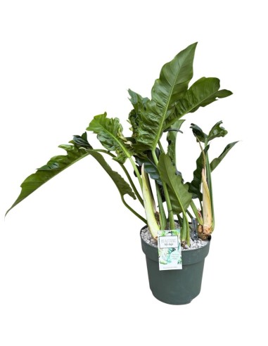 Philodendron Narrow Escape: Eleganza in Idrocoltura