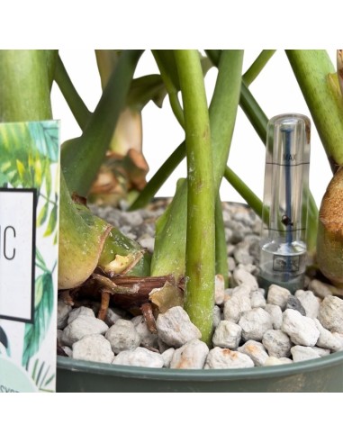 Philodendron Narrow Escape: Eleganza in Idrocoltura
